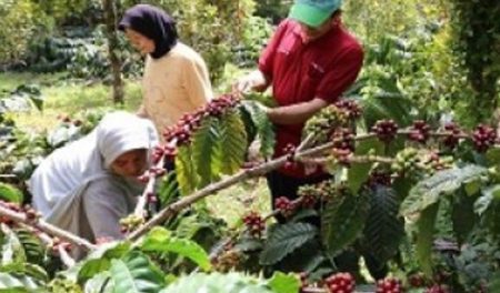 program_pendampingan1